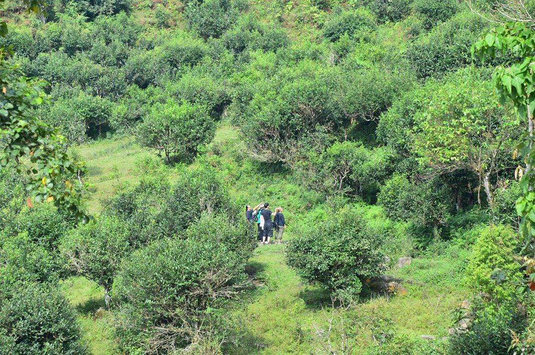 3 Most Popular Tea Varieties in Vietnam